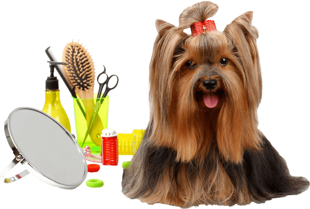 Halteopoils Toiletteur Lyon A Domicile Bien Etre Beaute Du Chien Halteopoils Toiletteur Lyon A Domicile Bien Etre Beaute Du Chien
