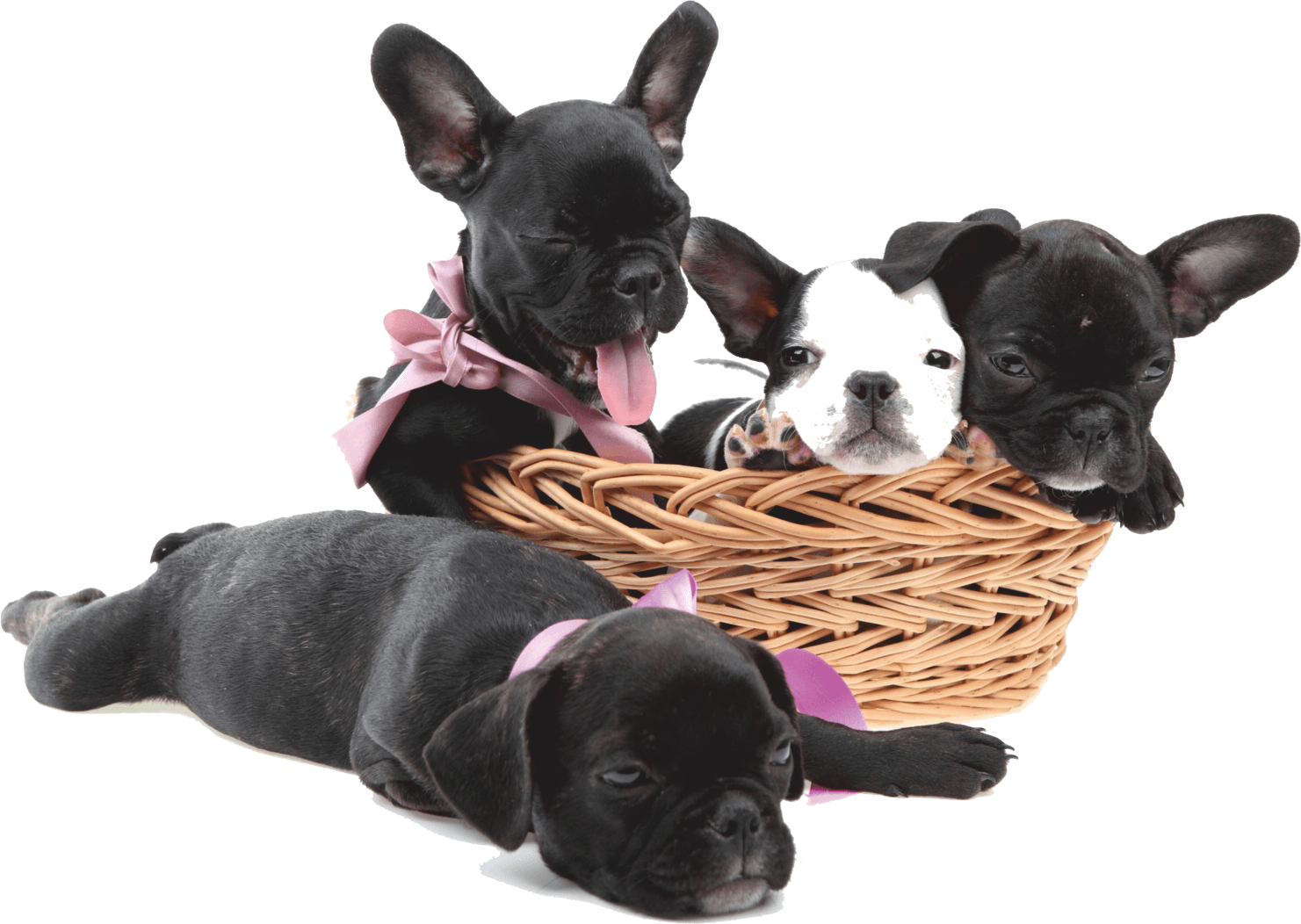 toiletteur halteopils chien